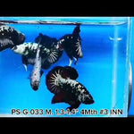 Premium Plakat Male Betta Samurai, Mamba Our Choice (CBM-1043)