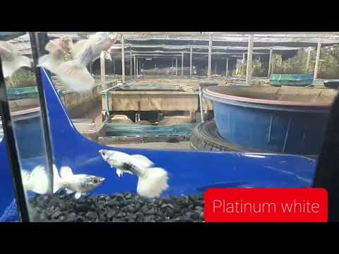 Platinum White XL Guppy