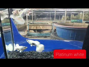 Platinum White XL Guppy