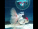 ONWAY(NOK-245) Thai Tri Color Orchid Tail Oranda 4.00 inch Body Male 7 Months Age