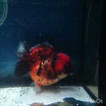 (NOK-239) Thai Red Tiger Yuanbao Oranda 4.00 inch Body Female 7 Months Age