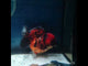 (NOK-239) Thai Red Tiger Yuanbao Oranda 4.00 inch Body Female 7 Months Age