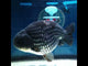 HERE(NOK-289A) Thai Steel Blue Ranchu 4.00 inch Body Male 7 Months Age |PREORDER