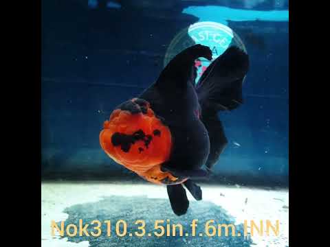 (NOK-310A) Thai Apache Orchid Tail Oranda 3.50 inch Body Female 6 Months Age |PREORDER