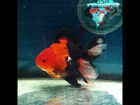 (NOK-299A) Thai Apache Orchid Tail Oranda 3.50 inch Body Male 6 Months Age |PREORDER
