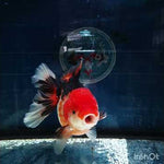 (NOK-180) Thai Tri Color Orchid Tail Oranda 4.00 inch Body Female 7 Months Age