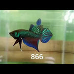 Green Mahachai Male Wild Betta Our Choice(CBM-1056)