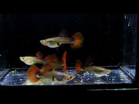  Blue Lazuri Red Tail High Dorsal Guppy