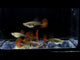  Blue Lazuri Red Tail High Dorsal Guppy