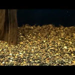 Live Tropical Fish Panda Cory (Corydoras panda)