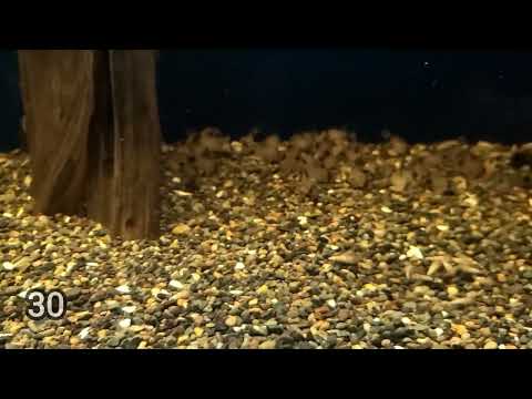 Live Tropical Fish Panda Cory (Corydoras panda)