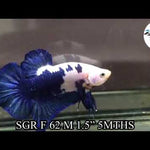 Female Live Betta Blue Rim/Marble Plakat Our Choice (CBG-017) R7A07