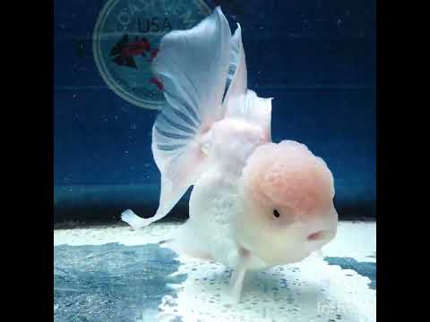 (NOK-348A) Thai White Orchid Tail Oranda 4.00 inch Body Female 7 Months Age |PREORDER