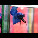 Royal Blue Plakat Male Betta (CBM-1034) BUY 4 GET 1 FREE! MIX & MATCH