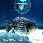 (NOK-283A) Thai Granite Calico Ranchu 3.50 inch Body Male 6 Months Age |PREORDER