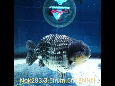 (NOK-283A) Thai Granite Calico Ranchu 3.50 inch Body Male 6 Months Age |PREORDER