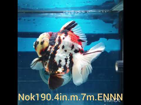 H(NOK-190) Thai Tri Color Tiger Calico Yuanbao Oranda 4.00 inch Body Male 7 Months Age