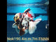 H(NOK-190) Thai Tri Color Tiger Calico Yuanbao Oranda 4.00 inch Body Male 7 Months Age