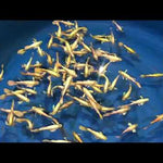 Live Fancy Guppy Fish Premium Quality Full Gold XL Size (CGP-016)