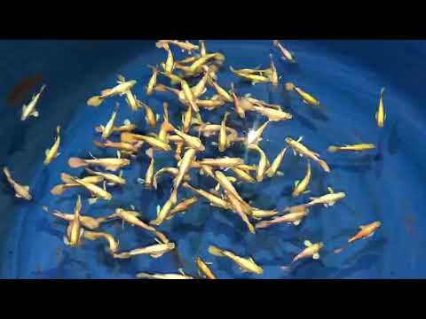 Live Fancy Guppy Fish Premium Quality Full Gold XL Size (CGP-016)