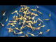 Live Fancy Guppy Fish Premium Quality Full Gold XL Size (CGP-016)