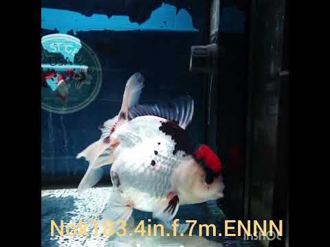 HERE(NOK-183) Thai Tri Color Orchid Tail Oranda 4.00 inch Body Female 7 Months Age