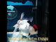 HERE(NOK-183) Thai Tri Color Orchid Tail Oranda 4.00 inch Body Female 7 Months Age
