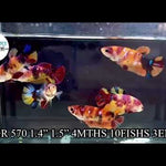 NEMO KOI FEMALE