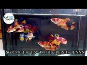 NEMO KOI FEMALE