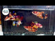 NEMO KOI FEMALE
