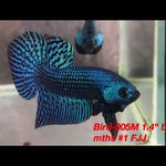 Turquoise Alien Male Betta Our Choice (CBM-1052)