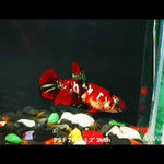 Live Betta Fish Red Galaxy Koi Plakat Our Choice (CBG-024) R7B01