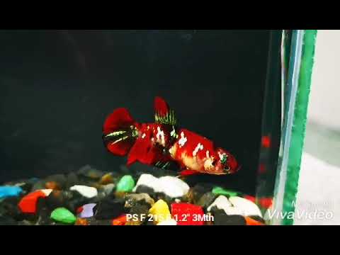Live Betta Fish Red Galaxy Koi Plakat Our Choice (CBG-024) R7B01