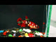 Live Betta Fish Red Galaxy Koi Plakat Our Choice (CBG-024) R7B01