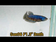 Wild Female Betta Blue Alien