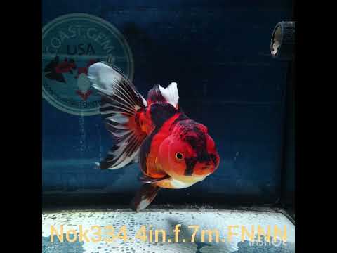 (NOK-334A) Thai Apache Orchid Tail Oranda 4.00 inch Body Female 7 Months Age |PREORDER