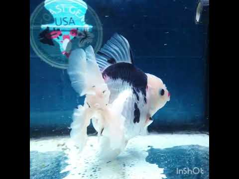 HERE(NOK-316A) Thai Panda Orchid Tail Oranda 3.50 inch Body Female 7 Months Age |PREORDER
