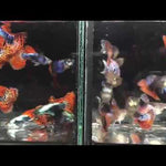 Live Fancy Guppy Fish Premium Quality Red Mosaic Jumbo Dumbo Ear XL (CGP-026)