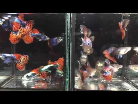 Live Fancy Guppy Fish Premium Quality Red Mosaic Jumbo Dumbo Ear XL (CGP-026)