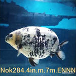 (NOK-284A) Thai White Tiger Calico Ranchu 4.00 inch Body Male 7 Months Age |PREORDER
