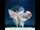 (NOK-342A) Thai Jumbo Panda Orchid Tail Oranda 4.50 inch Body Male 8 Months Age |PREORDER
