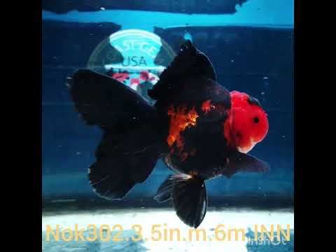 (NOK-302A) Thai Apache Orchid Tail Oranda 3.50 inch Body Male 6 Months Age |PREORDER