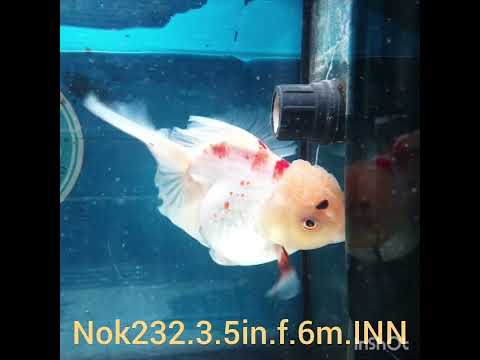 H(NOK-232) Thai Red/White Orchid Tail Oranda 3.50 inch Body Female 6 Months Age