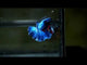 royal blue over halfmoon male betta
