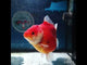 (NOK-355A) Thai Red Tiger Yuanbao Oranda 4.00 inch Body Female 7 Months Age |PREORDER