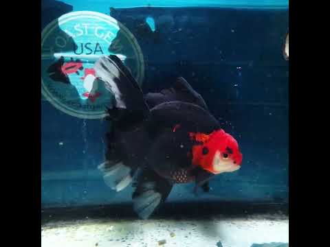(NOK-303A) Thai Black Red Head Orchid Tail Oranda 3.50 inch Body Male 6 Months Age |PREORDER