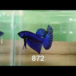 Steel Blue Mahachai Male Wild Betta Our Choice (CBM-1055)