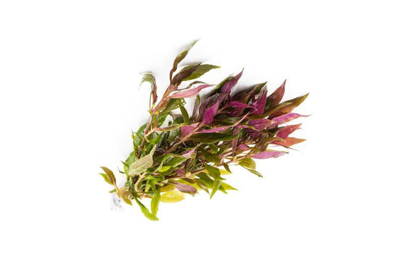 ALTERNANTHERA LILACINA (PURPLE SCARLET TEMPLE)