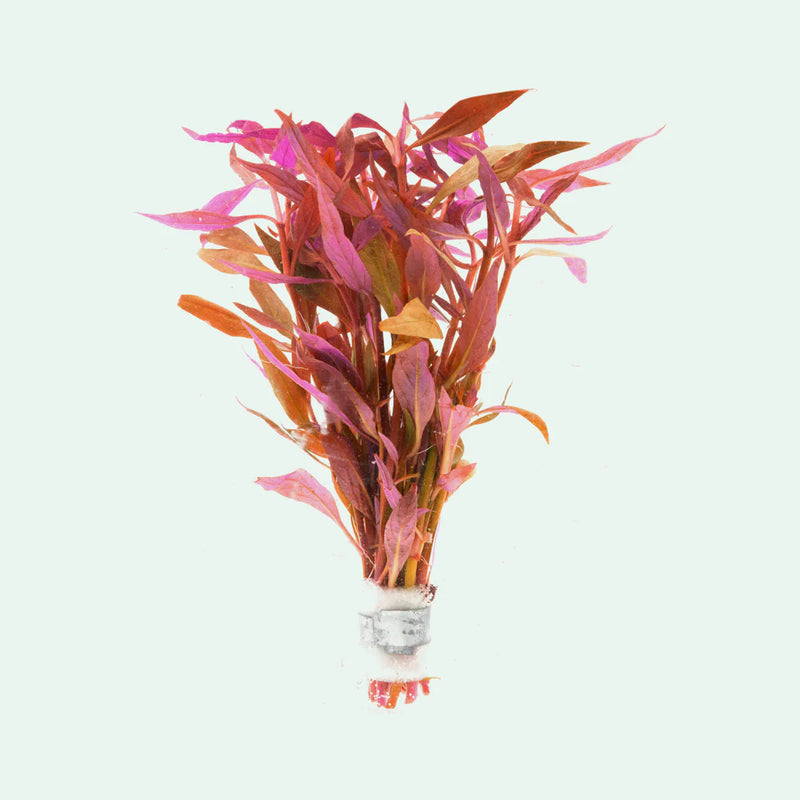 ALTERNANTHERA LILACINA (PURPLE SCARLET TEMPLE)