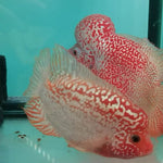 Live Freshwater Golden Base Kamfa Fry 1.00-2.00" Flowerhorn by Snow X Breed Thailand